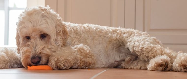 Vitamines pour chien